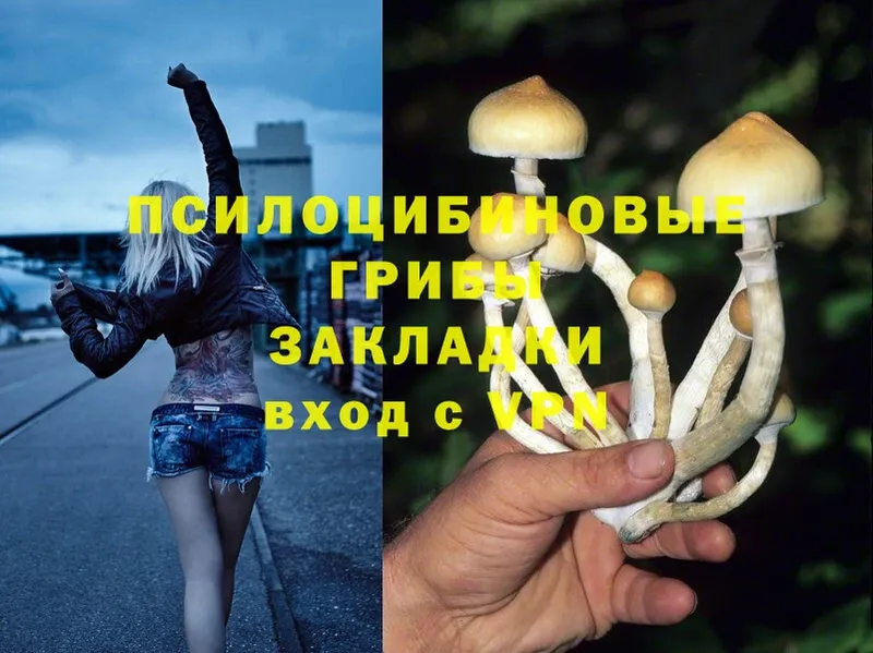 сколько стоит  Шадринск  Галлюциногенные грибы Psilocybe 